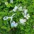 Couronne de fleurs - Gårda Iris Flowerband (multicolore)