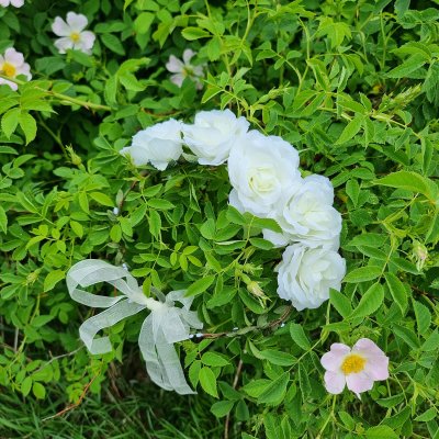 Couronne de fleurs - Gårda Rose Flowerband (blanc)